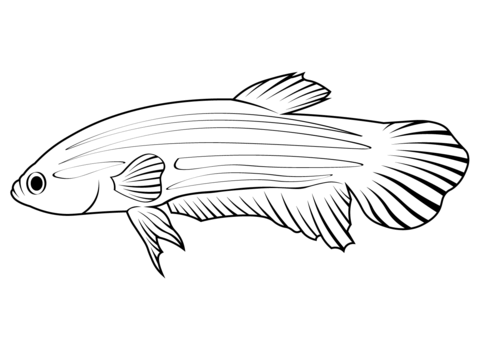 Peaceful Betta (Betta Imbellis) Coloring Page